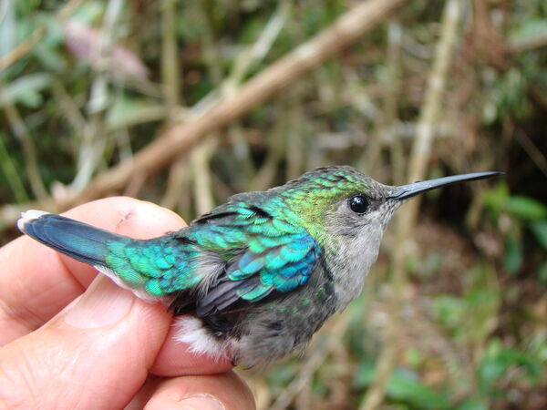 Protección ambiental
Protección ambiental.
Fecha: 2021 ABRIL 21.
Para descargar esta fotografía en alta resolución, haga clic sobre la imagen hasta que la misma se despliegue en la pantalla completa; luego dé clic derecho y elija la opción "guardar imagen como". 
En caso de publicación por cualquier medio, solicitamos acompañarla del crédito: "Foto EPM"
Palabras clave: Protección ambiental