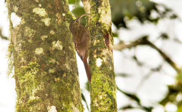 Protección ambiental
Protección ambiental.
Fecha: 2021 ABRIL 21.
Para descargar esta fotografía en alta resolución, haga clic sobre la imagen hasta que la misma se despliegue en la pantalla completa; luego dé clic derecho y elija la opción "guardar imagen como". 
En caso de publicación por cualquier medio, solicitamos acompañarla del crédito: "Foto EPM"
Palabras clave: Protección ambiental