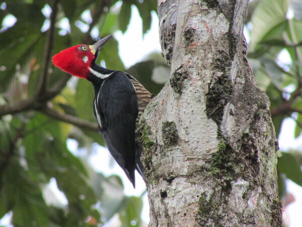 Protección ambiental
Protección ambiental.
Fecha: 2021 ABRIL 21.
Para descargar esta fotografía en alta resolución, haga clic sobre la imagen hasta que la misma se despliegue en la pantalla completa; luego dé clic derecho y elija la opción "guardar imagen como". 
En caso de publicación por cualquier medio, solicitamos acompañarla del crédito: "Foto EPM"
Palabras clave: Protección ambiental