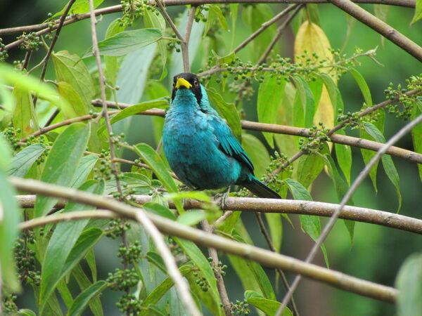 Protección ambiental
Protección ambiental.
Fecha: 2021 ABRIL 21.
Para descargar esta fotografía en alta resolución, haga clic sobre la imagen hasta que la misma se despliegue en la pantalla completa; luego dé clic derecho y elija la opción "guardar imagen como". 
En caso de publicación por cualquier medio, solicitamos acompañarla del crédito: "Foto EPM"
Palabras clave: Protección ambiental