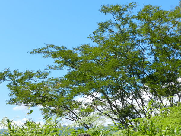 Protección ambiental
Protección ambiental.
Fecha: 2021 ABRIL 21.
Para descargar esta fotografía en alta resolución, haga clic sobre la imagen hasta que la misma se despliegue en la pantalla completa; luego dé clic derecho y elija la opción "guardar imagen como". 
En caso de publicación por cualquier medio, solicitamos acompañarla del crédito: "Foto EPM"
Palabras clave: Protección ambiental
