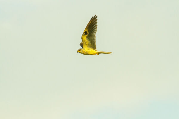 Protección ambiental
Protección ambiental.
Fecha: 2021 ABRIL 21.
Para descargar esta fotografía en alta resolución, haga clic sobre la imagen hasta que la misma se despliegue en la pantalla completa; luego dé clic derecho y elija la opción "guardar imagen como". 
En caso de publicación por cualquier medio, solicitamos acompañarla del crédito: "Foto EPM"
Palabras clave: Protección ambiental