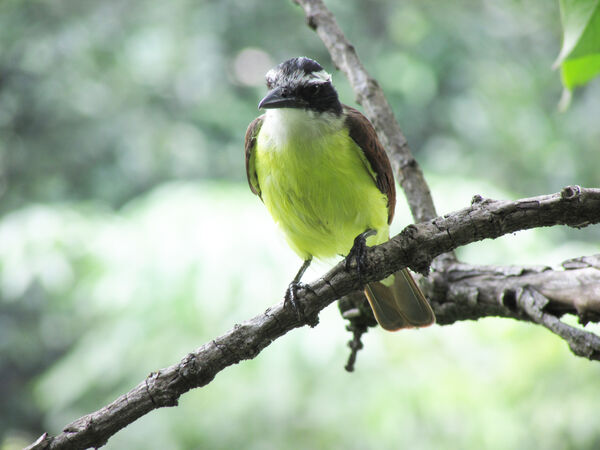 Protección ambiental
Protección ambiental.
Fecha: 2021 ABRIL 21.
Para descargar esta fotografía en alta resolución, haga clic sobre la imagen hasta que la misma se despliegue en la pantalla completa; luego dé clic derecho y elija la opción "guardar imagen como". 
En caso de publicación por cualquier medio, solicitamos acompañarla del crédito: "Foto EPM"
Palabras clave: Protección ambiental