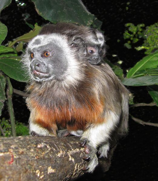 Protección ambiental
Protección ambiental.
Fecha: 2021 ABRIL 21.
Para descargar esta fotografía en alta resolución, haga clic sobre la imagen hasta que la misma se despliegue en la pantalla completa; luego dé clic derecho y elija la opción "guardar imagen como". 
En caso de publicación por cualquier medio, solicitamos acompañarla del crédito: "Foto EPM"
Palabras clave: Protección ambiental