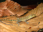 Anolis_frenatus_284a29.jpg