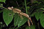 Basiliscus_basiliscus_281029.JPG