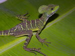 Basiliscus_galeritus_28829.JPG