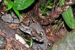 Boa_constrictor_283629.JPG