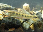 Nombre del archivo=Characidium_phoxocephalum.JPG
Tamaño del archivo=3145KiB
Dimensiones=3072x2304
Fecha añadida=Abril 21, 2021 Characidium_phoxocephalum.JPG