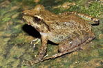 Nombre del archivo=Craugastor_raniformis_28229.JPG
Tamaño del archivo=7076KiB
Dimensiones=4288x2848
Fecha añadida=Abril 21, 2021 Craugastor_raniformis_28229.JPG
