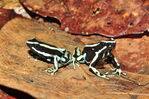 Nombre del archivo=Dendrobates_truncatus.JPG
Tamaño del archivo=4846KiB
Dimensiones=4288x2848
Fecha añadida=Abril 21, 2021 Dendrobates_truncatus.JPG