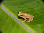 Nombre del archivo=Dendropsophus_microcephalus_28529.JPG
Tamaño del archivo=3183KiB
Dimensiones=3264x2448
Fecha añadida=Abril 21, 2021 Dendropsophus_microcephalus_28529.JPG