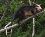 Nombre del archivo=Didelphis_marsupialis__ARCHIVO_PORCE_28229.JPG
Tamaño del archivo=1625KiB
Dimensiones=2072x1723
Fecha añadida=Abril 21, 2021 Didelphis_marsupialis__ARCHIVO_PORCE_28229.JPG