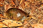 Nombre del archivo=Kinosternon_scorpioides_28129.JPG
Tamaño del archivo=8121KiB
Dimensiones=4288x2848
Fecha añadida=Abril 21, 2021 Kinosternon_scorpioides_28129.JPG
