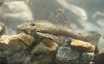 Nombre del archivo=Lanciancistrus_caucanus.JPG
Tamaño del archivo=3172KiB
Dimensiones=4288x2644
Fecha añadida=Abril 21, 2021 Lanciancistrus_caucanus.JPG