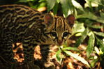 Nombre del archivo=Leopardus_pardalis__ARCHIVO_PORCE_4.JPG
Tamaño del archivo=4742KiB
Dimensiones=4288x2848
Fecha añadida=Abril 21, 2021 Leopardus_pardalis__ARCHIVO_PORCE_4.JPG