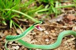 Leptophis_ahaetulla_281829.JPG