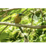 Nombre del archivo=Momotus_subrufescens_4.jpg
Tamaño del archivo=1109KiB
Dimensiones=1417x1417
Fecha añadida=Abril 21, 2021 Momotus_subrufescens_4.jpg