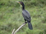 Nombre del archivo=Phalacrocorax_brasilianus.JPG
Tamaño del archivo=2776KiB
Dimensiones=2592x1944
Fecha añadida=Abril 21, 2021 Phalacrocorax_brasilianus.JPG