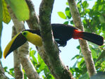 Nombre del archivo=Ramphastos_swainsonii.jpg
Tamaño del archivo=2726KiB
Dimensiones=2592x1944
Fecha añadida=Abril 21, 2021 Ramphastos_swainsonii.jpg
