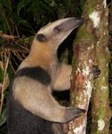 Nombre del archivo=Tamandua_mexicana__ARCHIVO_PORCE_1.JPG
Tamaño del archivo=1292KiB
Dimensiones=1489x1780
Fecha añadida=Abril 21, 2021 Tamandua_mexicana__ARCHIVO_PORCE_1.JPG