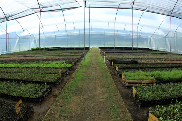 Fomento Forestal
Fomento Forestal
Fecha: 27 JULIO 2021
Para descargar esta fotografía en alta resolución, haga clic sobre la imagen hasta que la misma se despliegue en la pantalla completa; luego dé clic derecho y elija la opción "guardar imagen como". 
En caso de publicación por cualquier medio, solicitamos acompañarla del crédito: "Foto EPM"
Palabras clave: Fomento Forestal
