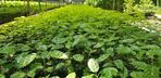 Nombre del archivo=Vivero_Los_Guaduales_San_Rafael2.jpg
Tamaño del archivo=85KiB
Dimensiones=567x275
Fecha añadida=Julio 27, 2021 Vivero_Los_Guaduales_San_Rafael2.jpg