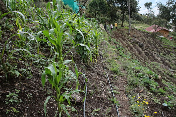 Agua potable vereda Granizal
Agua potable vereda Granizal
Fecha: 2021 Junio 15
Para descargar esta fotografía en alta resolución, haga clic sobre la imagen hasta que la misma se despliegue en la pantalla completa; luego dé clic derecho y elija la opción "guardar imagen como". 
En caso de publicación por cualquier medio, solicitamos acompañarla del crédito: "Foto EPM"
Palabras clave: Agua potable vereda Granizal