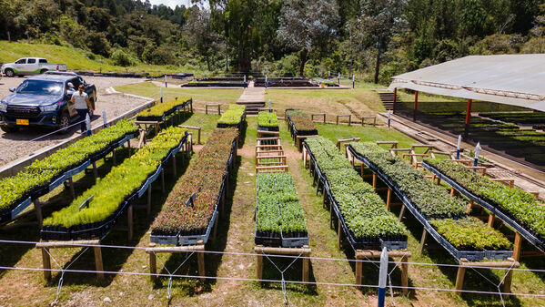 Vivero Montaña
Vivero La Montaña
Fecha: 30 Septiembre 2021
Para descargar esta fotografía en alta resolución, haga clic sobre la imagen hasta que la misma se despliegue en la pantalla completa; luego dé clic derecho y elija la opción "guardar imagen como". 
En caso de publicación por cualquier medio, solicitamos acompañarla del crédito: "Foto EPM"
Palabras clave: Vivero Montaña