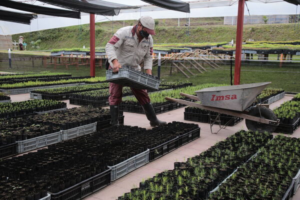 Vivero Montaña
Vivero La Montaña
Fecha: 30 Septiembre 2021
Para descargar esta fotografía en alta resolución, haga clic sobre la imagen hasta que la misma se despliegue en la pantalla completa; luego dé clic derecho y elija la opción "guardar imagen como". 
En caso de publicación por cualquier medio, solicitamos acompañarla del crédito: "Foto EPM"
Palabras clave: Vivero Montaña