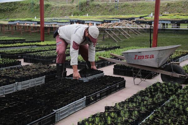 Vivero Montaña
Vivero La Montaña
Fecha: 30 Septiembre 2021
Para descargar esta fotografía en alta resolución, haga clic sobre la imagen hasta que la misma se despliegue en la pantalla completa; luego dé clic derecho y elija la opción "guardar imagen como". 
En caso de publicación por cualquier medio, solicitamos acompañarla del crédito: "Foto EPM"
Palabras clave: Vivero Montaña