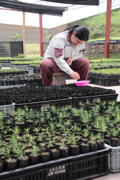Vivero Montaña
Vivero La Montaña
Fecha: 30 Septiembre 2021
Para descargar esta fotografía en alta resolución, haga clic sobre la imagen hasta que la misma se despliegue en la pantalla completa; luego dé clic derecho y elija la opción "guardar imagen como". 
En caso de publicación por cualquier medio, solicitamos acompañarla del crédito: "Foto EPM"
Palabras clave: Vivero Montaña