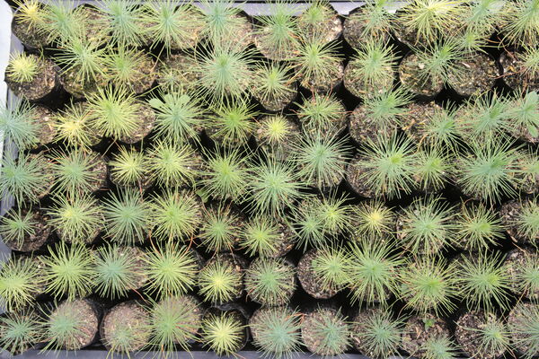 Vivero Montaña
Vivero La Montaña
Fecha: 30 Septiembre 2021
Para descargar esta fotografía en alta resolución, haga clic sobre la imagen hasta que la misma se despliegue en la pantalla completa; luego dé clic derecho y elija la opción "guardar imagen como". 
En caso de publicación por cualquier medio, solicitamos acompañarla del crédito: "Foto EPM"
Palabras clave: Vivero Montaña