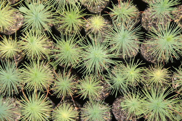 Vivero Montaña
Vivero La Montaña
Fecha: 30 Septiembre 2021
Para descargar esta fotografía en alta resolución, haga clic sobre la imagen hasta que la misma se despliegue en la pantalla completa; luego dé clic derecho y elija la opción "guardar imagen como". 
En caso de publicación por cualquier medio, solicitamos acompañarla del crédito: "Foto EPM"
Palabras clave: Vivero Montaña
