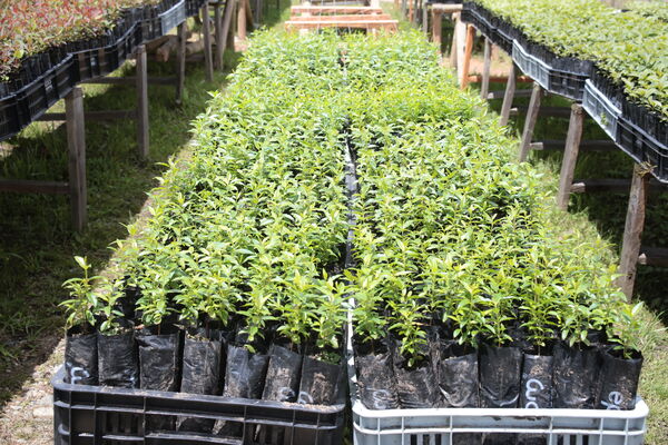 Vivero Montaña
Vivero La Montaña
Fecha: 30 Septiembre 2021
Para descargar esta fotografía en alta resolución, haga clic sobre la imagen hasta que la misma se despliegue en la pantalla completa; luego dé clic derecho y elija la opción "guardar imagen como". 
En caso de publicación por cualquier medio, solicitamos acompañarla del crédito: "Foto EPM"
Palabras clave: Vivero Montaña