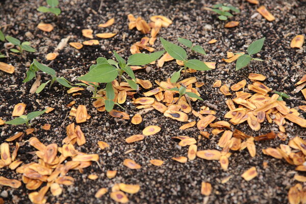 Vivero Montaña
Vivero La Montaña
Fecha: 30 Septiembre 2021
Para descargar esta fotografía en alta resolución, haga clic sobre la imagen hasta que la misma se despliegue en la pantalla completa; luego dé clic derecho y elija la opción "guardar imagen como". 
En caso de publicación por cualquier medio, solicitamos acompañarla del crédito: "Foto EPM"
Palabras clave: Vivero Montaña