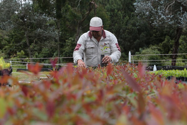 Vivero Montaña
Vivero La Montaña
Fecha: 30 Septiembre 2021
Para descargar esta fotografía en alta resolución, haga clic sobre la imagen hasta que la misma se despliegue en la pantalla completa; luego dé clic derecho y elija la opción "guardar imagen como". 
En caso de publicación por cualquier medio, solicitamos acompañarla del crédito: "Foto EPM"
Palabras clave: Vivero Montaña
