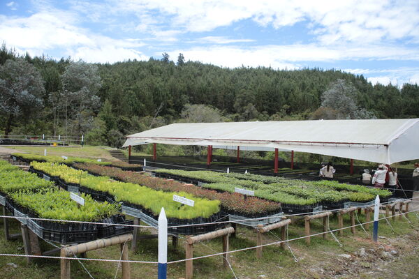 Vivero Montaña
Vivero La Montaña
Fecha: 30 Septiembre 2021
Para descargar esta fotografía en alta resolución, haga clic sobre la imagen hasta que la misma se despliegue en la pantalla completa; luego dé clic derecho y elija la opción "guardar imagen como". 
En caso de publicación por cualquier medio, solicitamos acompañarla del crédito: "Foto EPM"
Palabras clave: Vivero Montaña