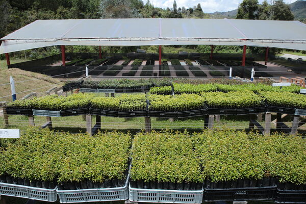Vivero Montaña
Vivero La Montaña
Fecha: 30 Septiembre 2021
Para descargar esta fotografía en alta resolución, haga clic sobre la imagen hasta que la misma se despliegue en la pantalla completa; luego dé clic derecho y elija la opción "guardar imagen como". 
En caso de publicación por cualquier medio, solicitamos acompañarla del crédito: "Foto EPM"
Palabras clave: Vivero Montaña