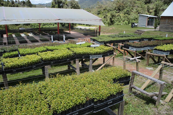 Vivero Montaña
Vivero La Montaña
Fecha: 30 Septiembre 2021
Para descargar esta fotografía en alta resolución, haga clic sobre la imagen hasta que la misma se despliegue en la pantalla completa; luego dé clic derecho y elija la opción "guardar imagen como". 
En caso de publicación por cualquier medio, solicitamos acompañarla del crédito: "Foto EPM"
Palabras clave: Vivero Montaña