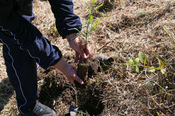 Siembra arboles Tanques Fontibón Rionegro
Siembra de arboles en Tanques Fontibón Rionegro
Fecha: 4 Mayo 2023
Para descargar esta fotografía en alta resolución, haga clic sobre la imagen hasta que la misma se despliegue en la pantalla completa; luego dé clic derecho y elija la opción "guardar imagen como". 
En caso de publicación por cualquier medio, solicitamos acompañarla del crédito: "Foto EPM"
Palabras clave: Siembra arboles Tanques Fontibón Rionegro