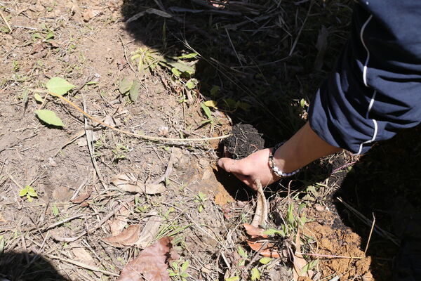 Siembra arboles Tanques Fontibón Rionegro
Siembra de arboles en Tanques Fontibón Rionegro
Fecha: 4 Mayo 2023
Para descargar esta fotografía en alta resolución, haga clic sobre la imagen hasta que la misma se despliegue en la pantalla completa; luego dé clic derecho y elija la opción "guardar imagen como". 
En caso de publicación por cualquier medio, solicitamos acompañarla del crédito: "Foto EPM"
Palabras clave: Siembra arboles Tanques Fontibón Rionegro