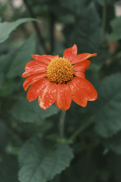 _DSF0345.JPG