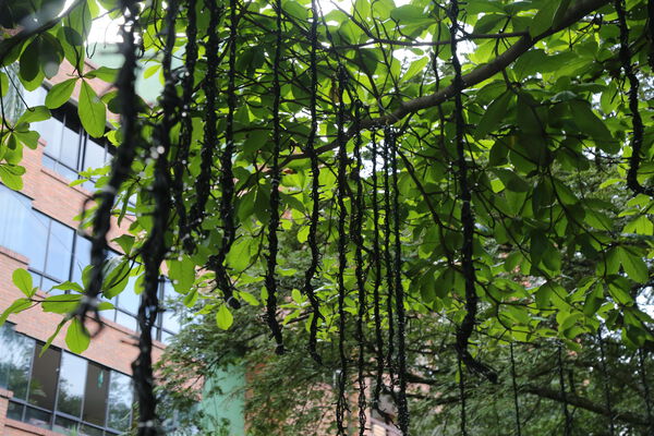 Primer_Parque_Laureles_28429.JPG