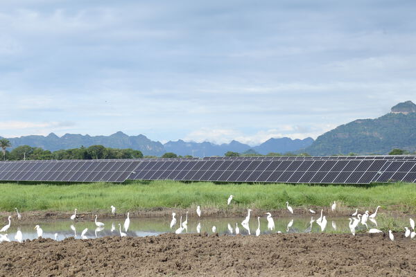 Parque solar fotovoltaico Tepuy
Parque solar fotovoltaico Tepuy
Fecha: 13, 14 Junio 2024
Para descargar esta fotografía en alta resolución, haga clic sobre la imagen hasta que la misma se despliegue en la pantalla completa; luego dé clic derecho y elija la opción "guardar imagen como". 
En caso de publicación por cualquier medio, solicitamos acompañarla del crédito: "Foto EPM"
Palabras clave: Parque solar fotovoltaico Tepuy