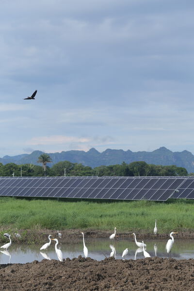 Parque solar fotovoltaico Tepuy
Parque solar fotovoltaico Tepuy
Fecha: 13, 14 Junio 2024
Para descargar esta fotografía en alta resolución, haga clic sobre la imagen hasta que la misma se despliegue en la pantalla completa; luego dé clic derecho y elija la opción "guardar imagen como". 
En caso de publicación por cualquier medio, solicitamos acompañarla del crédito: "Foto EPM"
Palabras clave: Parque solar fotovoltaico Tepuy