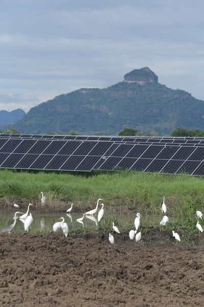 Parque solar fotovoltaico Tepuy
Parque solar fotovoltaico Tepuy
Fecha: 13, 14 Junio 2024
Para descargar esta fotografía en alta resolución, haga clic sobre la imagen hasta que la misma se despliegue en la pantalla completa; luego dé clic derecho y elija la opción "guardar imagen como". 
En caso de publicación por cualquier medio, solicitamos acompañarla del crédito: "Foto EPM"
Palabras clave: Parque solar fotovoltaico Tepuy