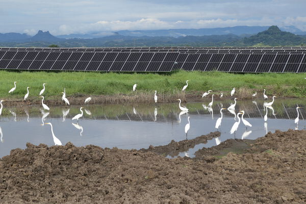 Parque solar fotovoltaico Tepuy
Parque solar fotovoltaico Tepuy
Fecha: 13, 14 Junio 2024
Para descargar esta fotografía en alta resolución, haga clic sobre la imagen hasta que la misma se despliegue en la pantalla completa; luego dé clic derecho y elija la opción "guardar imagen como". 
En caso de publicación por cualquier medio, solicitamos acompañarla del crédito: "Foto EPM"
Palabras clave: Parque solar fotovoltaico Tepuy