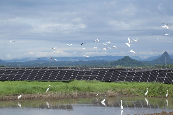 Parque solar fotovoltaico Tepuy
Parque solar fotovoltaico Tepuy
Fecha: 13, 14 Junio 2024
Para descargar esta fotografía en alta resolución, haga clic sobre la imagen hasta que la misma se despliegue en la pantalla completa; luego dé clic derecho y elija la opción "guardar imagen como". 
En caso de publicación por cualquier medio, solicitamos acompañarla del crédito: "Foto EPM"
Palabras clave: Parque solar fotovoltaico Tepuy