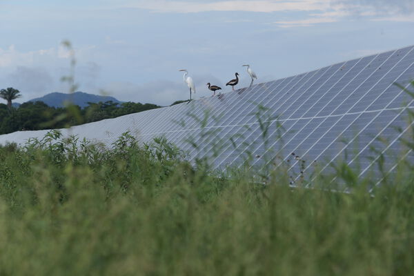 Parque solar fotovoltaico Tepuy
Parque solar fotovoltaico Tepuy
Fecha: 13, 14 Junio 2024
Para descargar esta fotografía en alta resolución, haga clic sobre la imagen hasta que la misma se despliegue en la pantalla completa; luego dé clic derecho y elija la opción "guardar imagen como". 
En caso de publicación por cualquier medio, solicitamos acompañarla del crédito: "Foto EPM"
Palabras clave: Parque solar fotovoltaico Tepuy